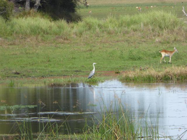 ../photos/Botswana/Jane/P1030745.jpg?t=1775419124