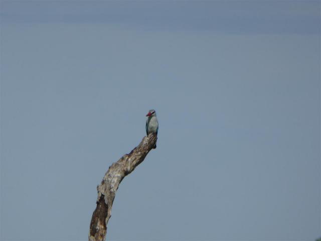 ../photos/Botswana/Jane/P1030752.jpg?t=1775419124