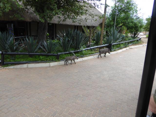 ../photos/Botswana/Jane/P1030789.jpg?t=1775419124