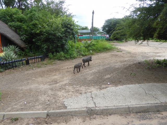 ../photos/Botswana/Jane/P1030790.jpg?t=1775419124