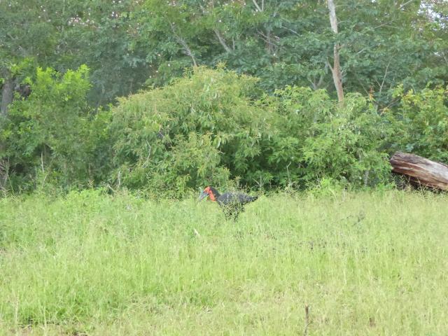 ../photos/Botswana/Jane/P1030792.jpg?t=1775419124