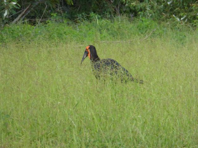 ../photos/Botswana/Jane/P1030794.jpg?t=1775419124