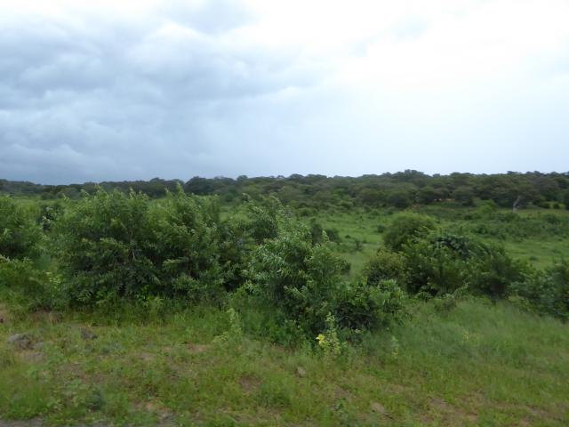 ../photos/Botswana/Jane/P1030796.jpg?t=1775419124