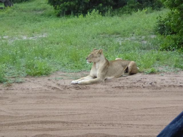 Botswana/Jane/P1030800.jpg