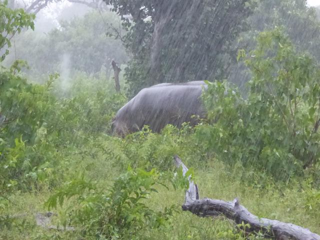 ../photos/Botswana/Jane/P1030813.jpg?t=1775419124