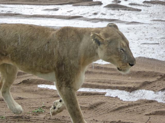 Botswana/Jane/P1030818.jpg