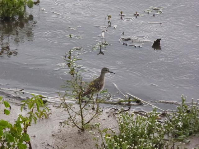 ../photos/Botswana/Jane/P1030826.jpg?t=1775419124