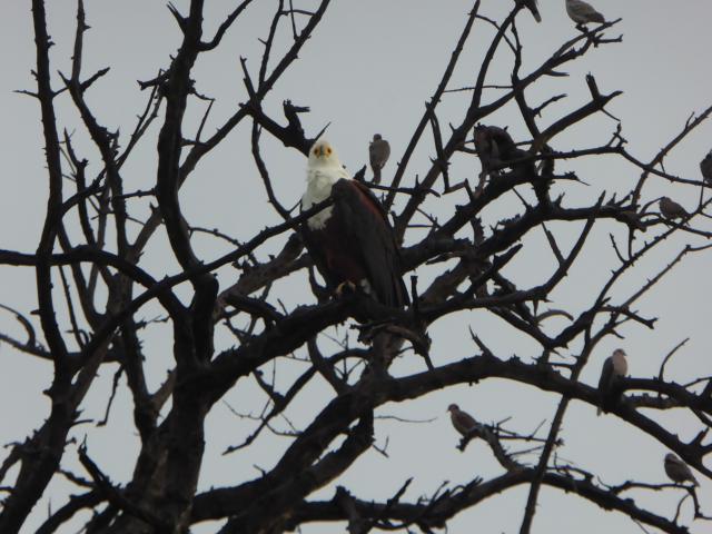 ../photos/Botswana/Jane/P1030846.jpg?t=1775419124