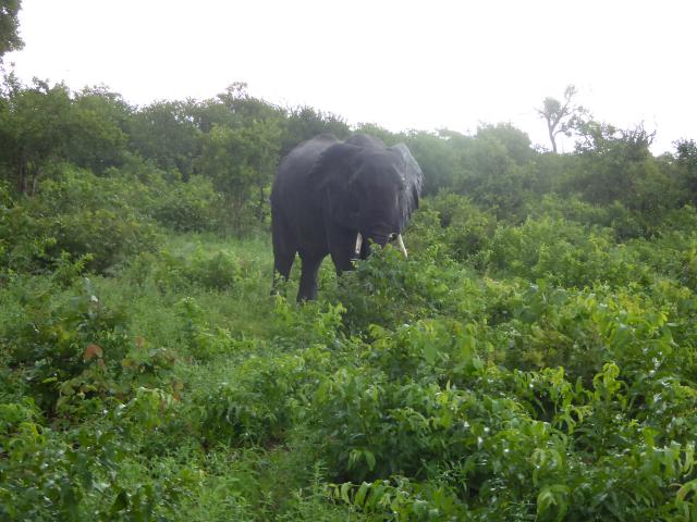 ../photos/Botswana/Jane/P1030855.jpg?t=1775419124