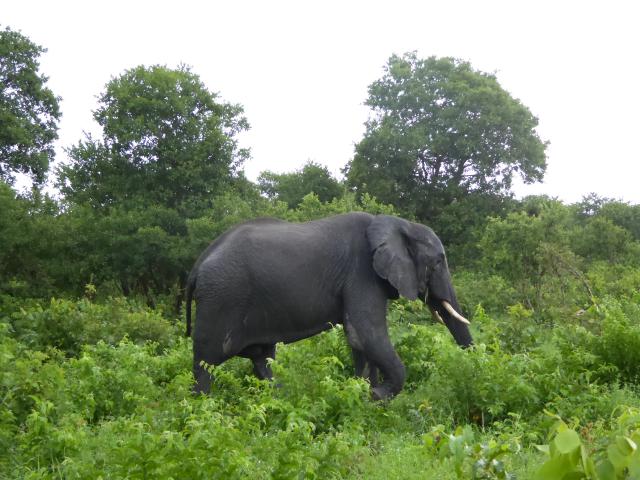../photos/Botswana/Jane/P1030858.jpg?t=1775419124