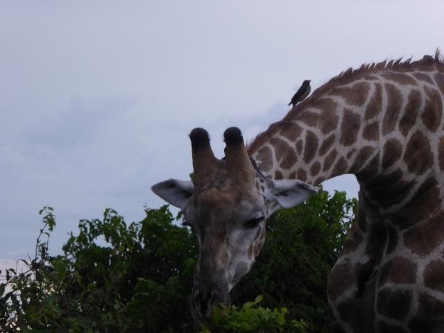 ../photos/Botswana/Jane/P1030862.jpg?t=1775419124