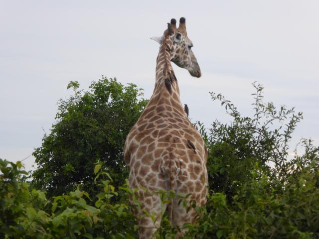 ../photos/Botswana/Jane/P1030867.jpg?t=1775419124