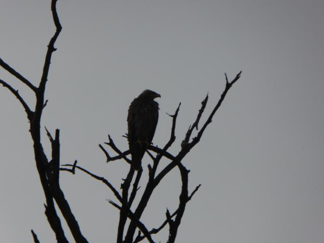 ../photos/Botswana/Jane/P1030870.jpg?t=1775419124