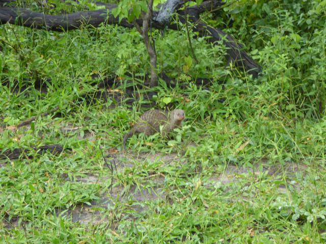 ../photos/Botswana/Jane/P1030889.jpg?t=1775419124
