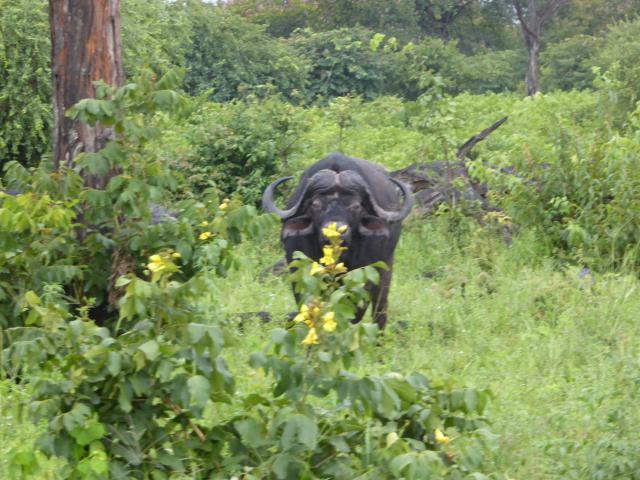 ../photos/Botswana/Jane/P1030891.jpg?t=1775419124