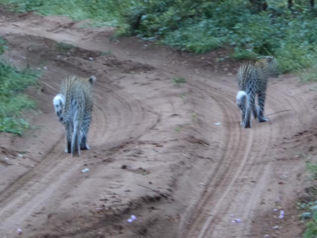 ../photos/Botswana/Jane/P1030911.jpg?t=1775280941
