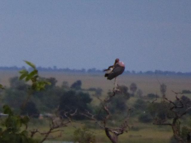 ../photos/Botswana/Jane/P1030916.jpg?t=1775280941