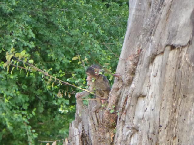 ../photos/Botswana/Jane/P1030922.jpg?t=1775280941