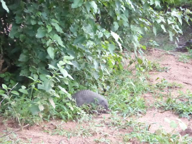 ../photos/Botswana/Jane/P1030926.jpg?t=1775280941