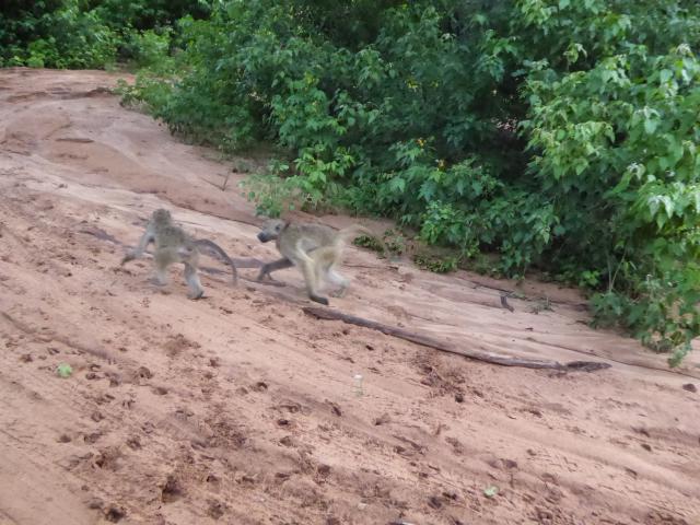 ../photos/Botswana/Jane/P1030927.jpg?t=1775280941
