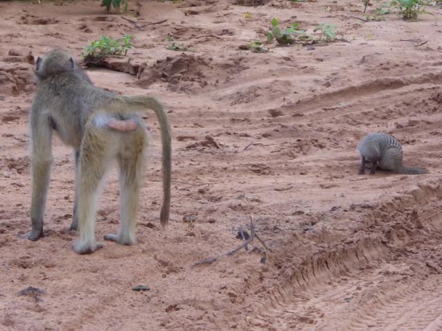 ../photos/Botswana/Jane/P1030929.jpg?t=1775280941