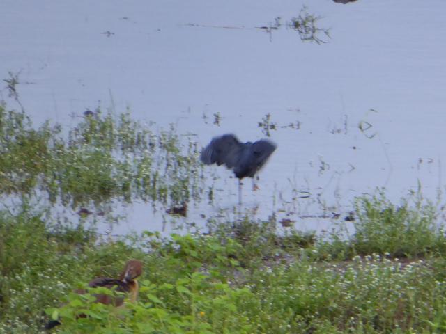 ../photos/Botswana/Jane/P1030931.jpg?t=1775280941