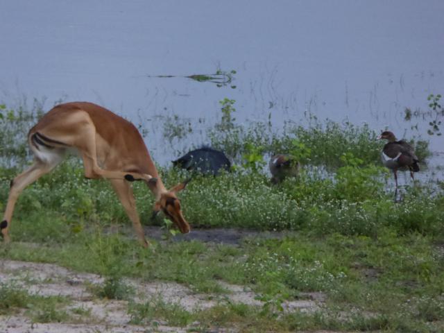 ../photos/Botswana/Jane/P1030935.jpg?t=1775280941