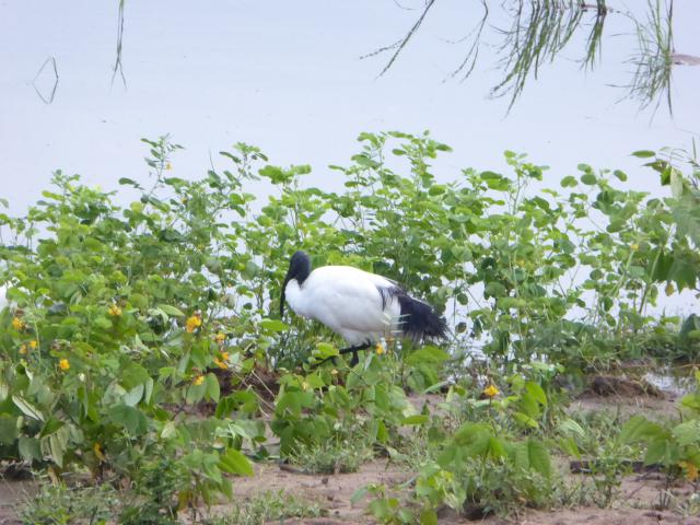 ../photos/Botswana/Jane/P1030936.jpg?t=1775280941