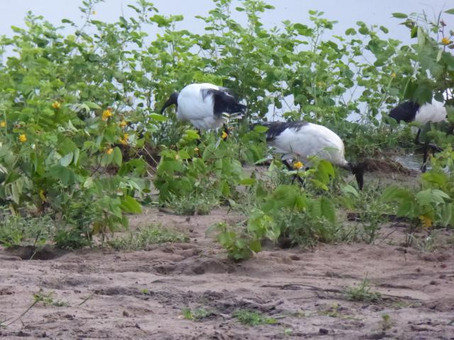 ../photos/Botswana/Jane/P1030937.jpg?t=1775280941