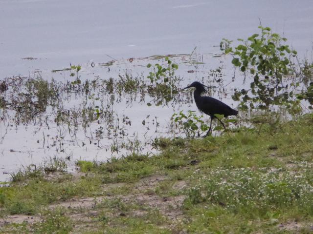 ../photos/Botswana/Jane/P1030940.jpg?t=1775280941