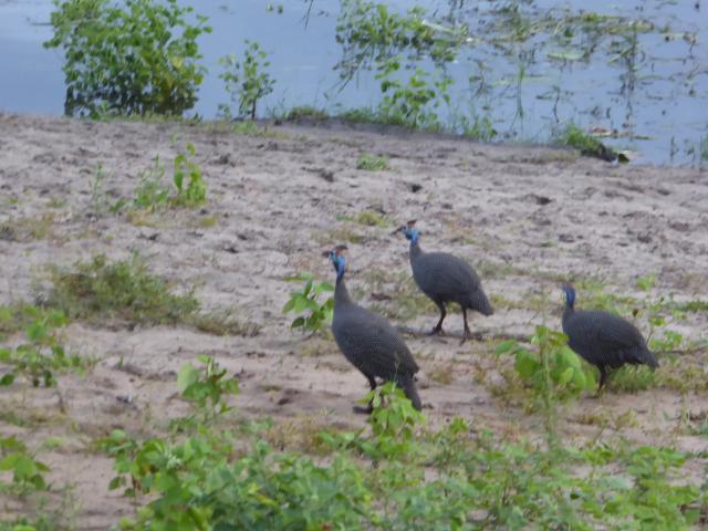 ../photos/Botswana/Jane/P1030941.jpg?t=1775280941
