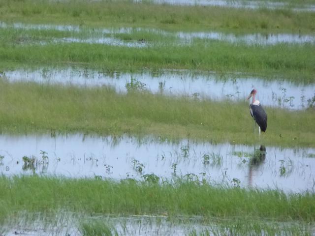 ../photos/Botswana/Jane/P1030942.jpg?t=1775280941