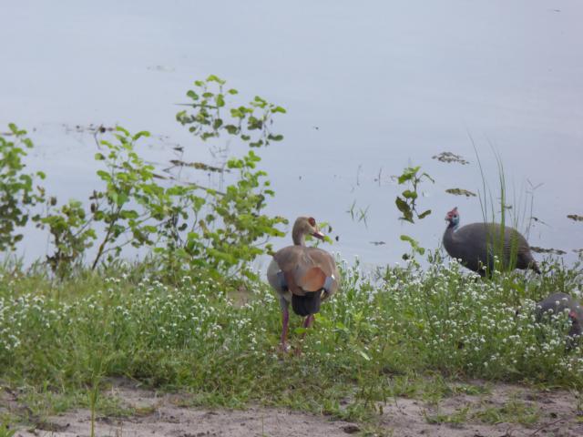 ../photos/Botswana/Jane/P1030944.jpg?t=1775280941