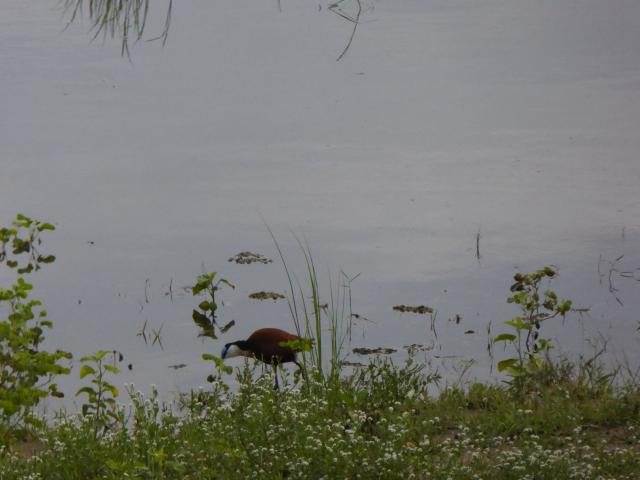 ../photos/Botswana/Jane/P1030948.jpg?t=1775280941
