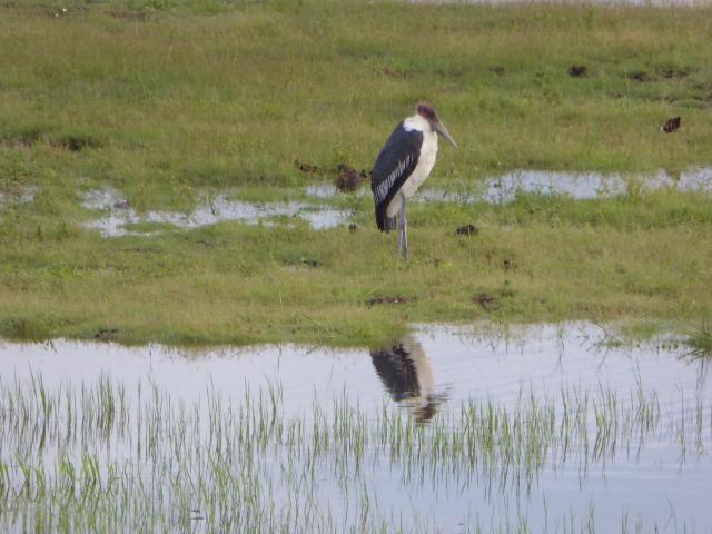 ../photos/Botswana/Jane/P1030955.jpg?t=1775280941