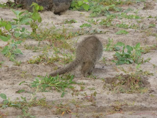 ../photos/Botswana/Jane/P1030957.jpg?t=1775280941