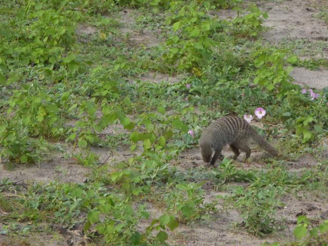 ../photos/Botswana/Jane/P1030958.jpg?t=1775280941