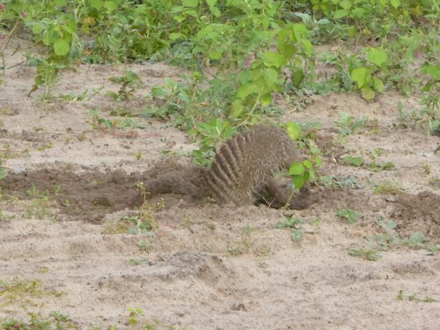 ../photos/Botswana/Jane/P1030961.jpg?t=1775280941
