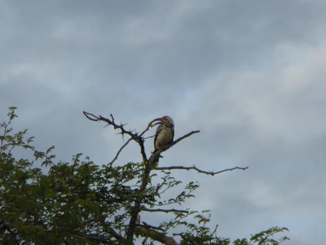 ../photos/Botswana/Jane/P1030964.jpg?t=1775280941