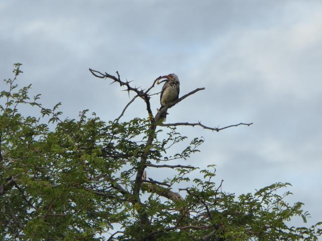 ../photos/Botswana/Jane/P1030965.jpg?t=1775280941