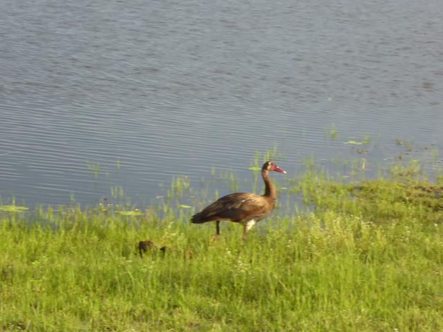 ../photos/Botswana/Jane/P1030971.jpg?t=1775280941