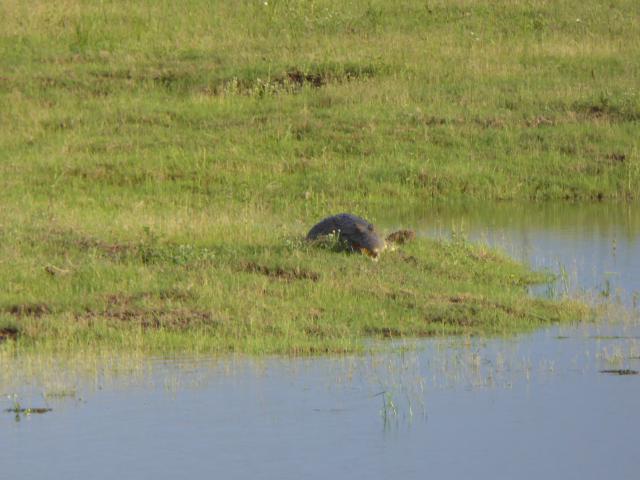 ../photos/Botswana/Jane/P1030975.jpg?t=1775280941