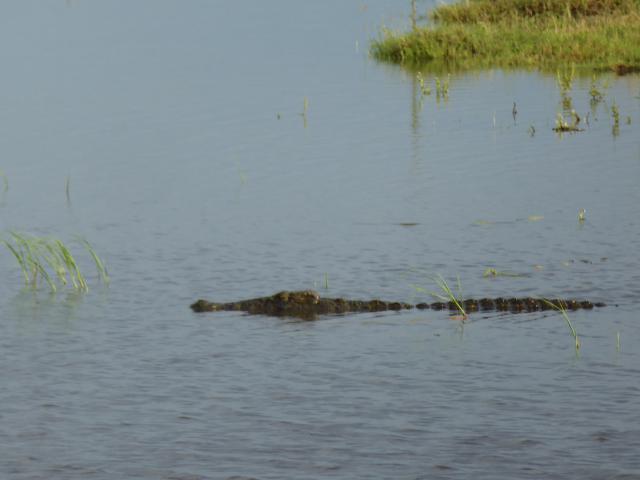 ../photos/Botswana/Jane/P1030976.jpg?t=1775280941