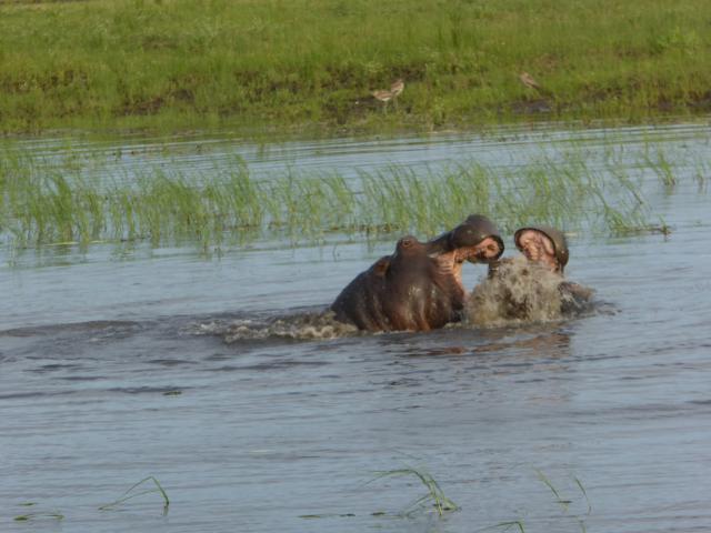 ../photos/Botswana/Jane/P1030984.jpg?t=1775280941