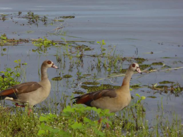 ../photos/Botswana/Jane/P1030985.jpg?t=1775280941