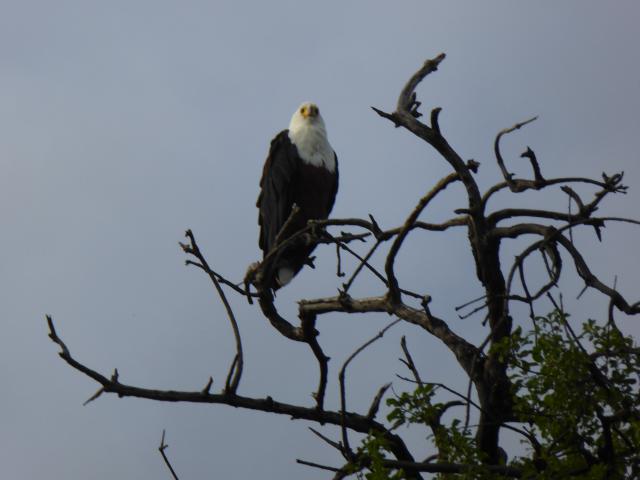 ../photos/Botswana/Jane/P1030993.jpg?t=1775280941