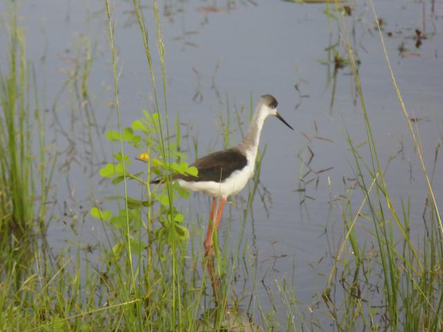 ../photos/Botswana/Jane/P1030994.jpg?t=1775280941