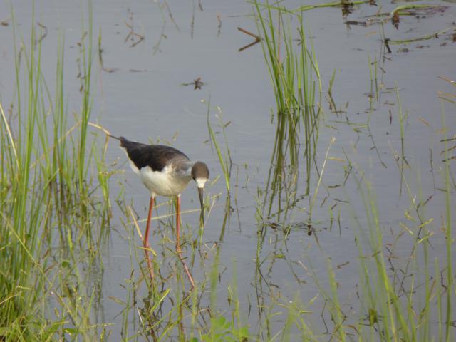../photos/Botswana/Jane/P1030995.jpg?t=1775280941