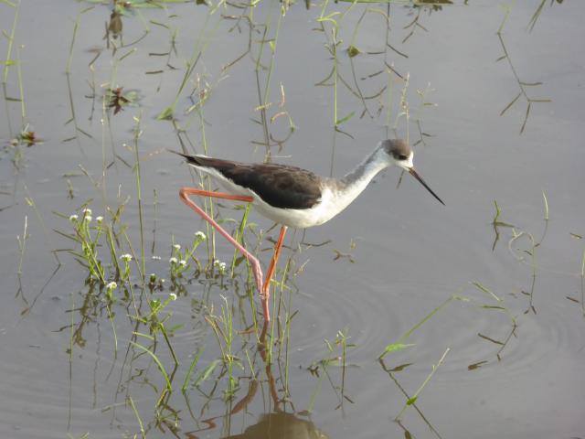 ../photos/Botswana/Jane/P1030996.jpg?t=1775280941