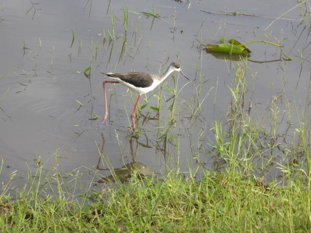 ../photos/Botswana/Jane/P1030998.jpg?t=1775280941